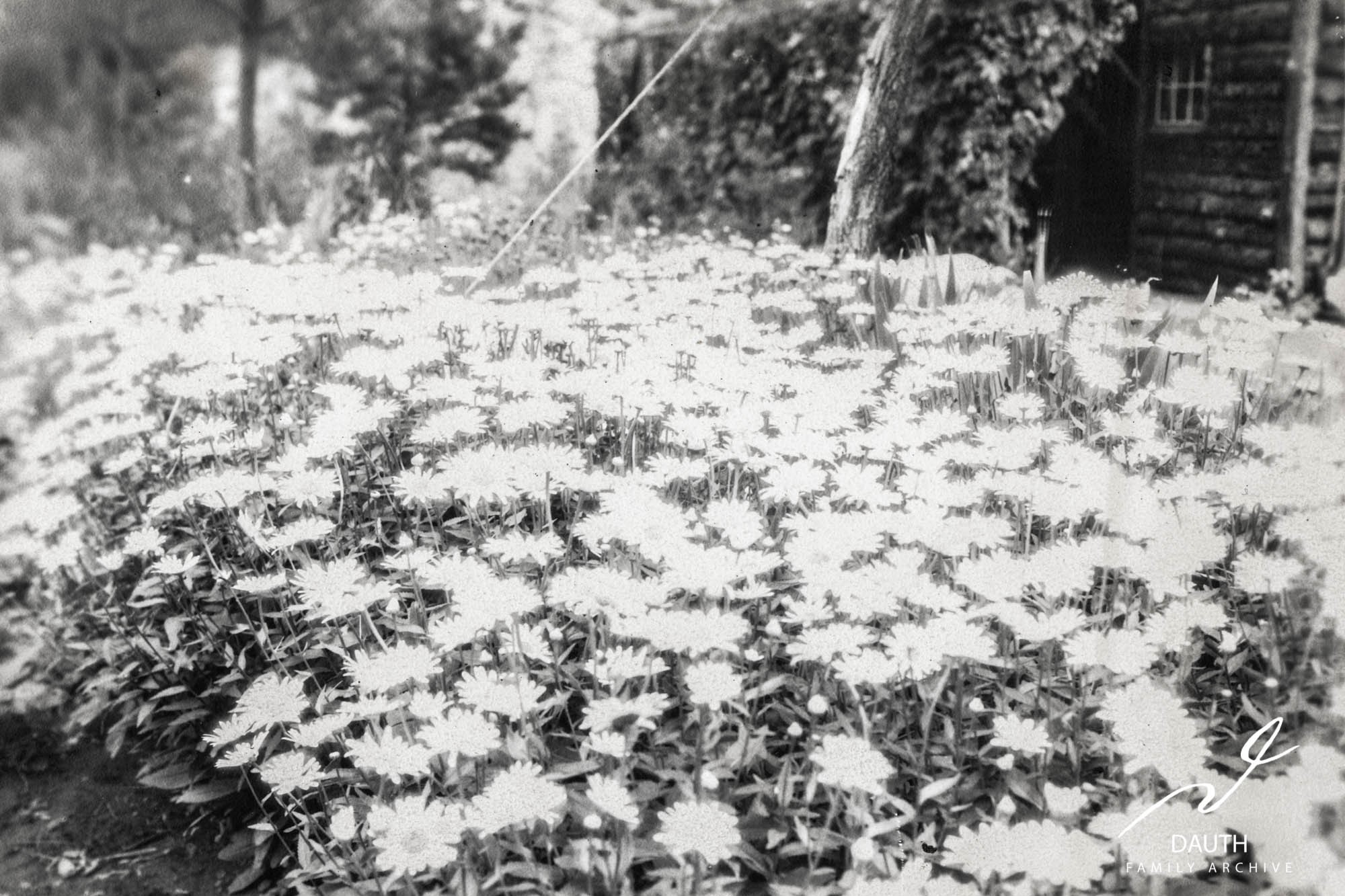 Idlewild Lodge - idlewildlodge.github.io - Circa 1920s - Flowers In Bloom At Idlewild Lodge