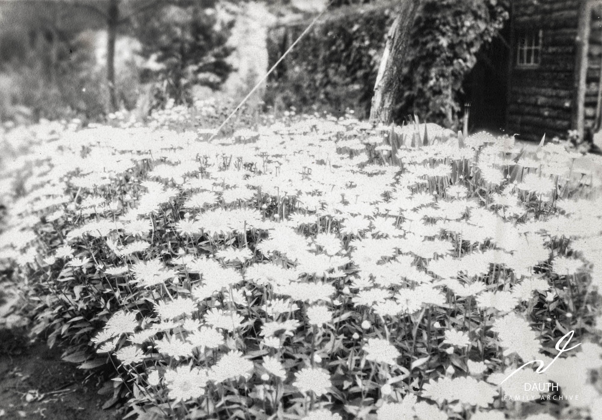 Idlewild Lodge - idlewildlodge.github.io - Circa 1920s - Flowers In Bloom At Idlewild Lodge